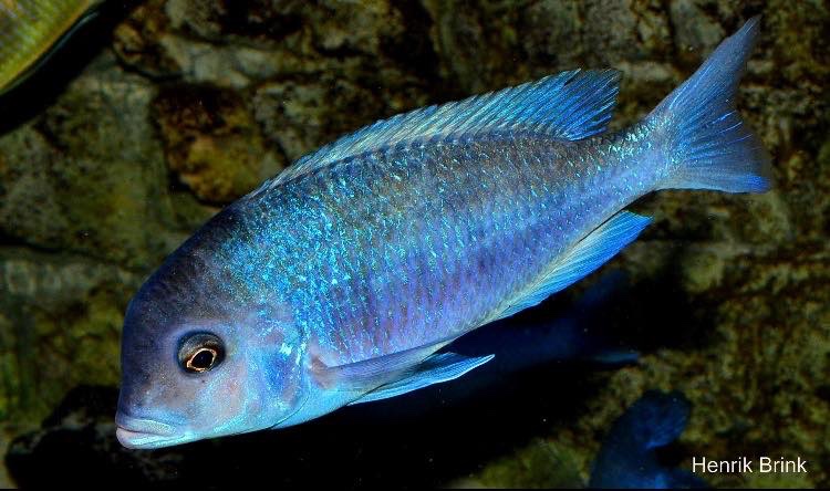 Cyrtocara moorii 'Chilumba'